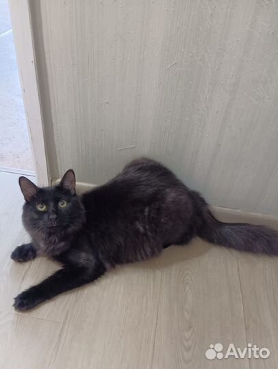 Красивый котик в добрые руки- 2 года
