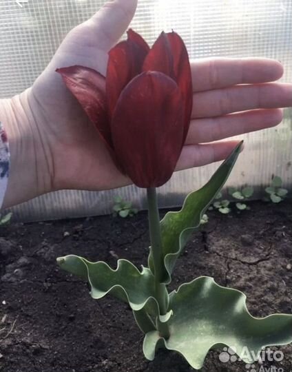 Тюльпаны(луковицы)