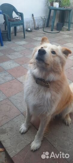 Вязка собак метис