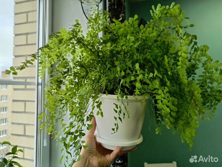Адиантум / Венерин волос / Папоротник