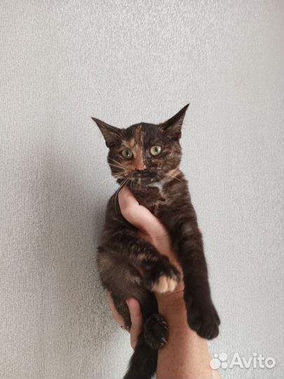 Изабелла в дар