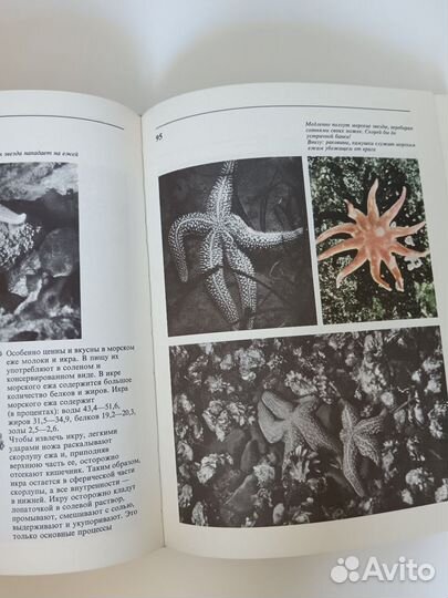 Дары моря. Л. зенкевич