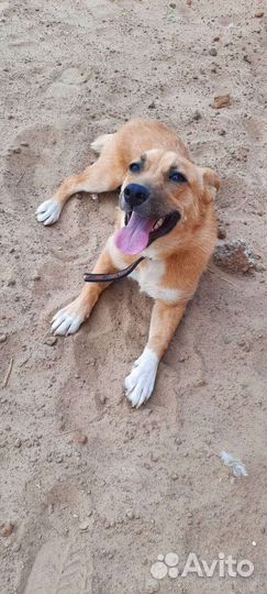 Собака в добрые руки