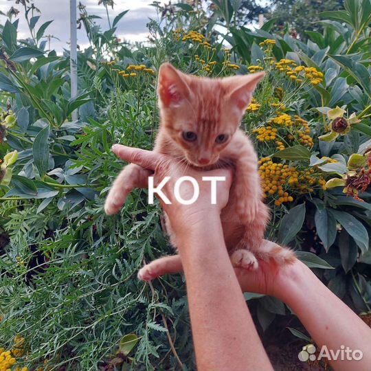 Кошки в добрые руки