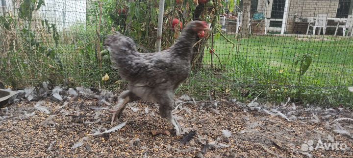 Цыплята 5 месяцев