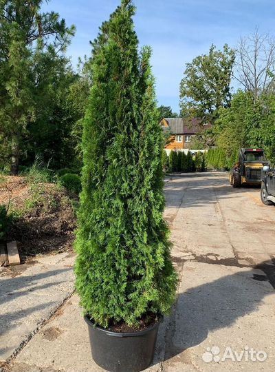 Туя Смарагд