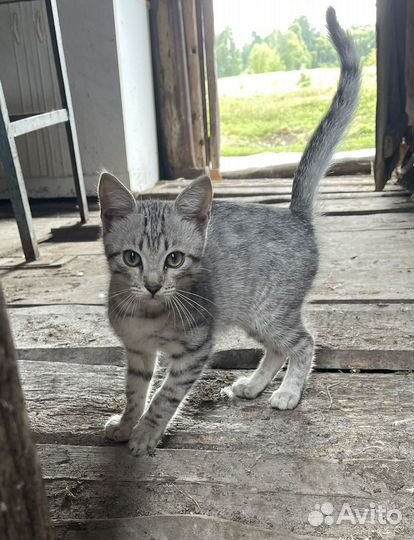 Котика В добрые руки