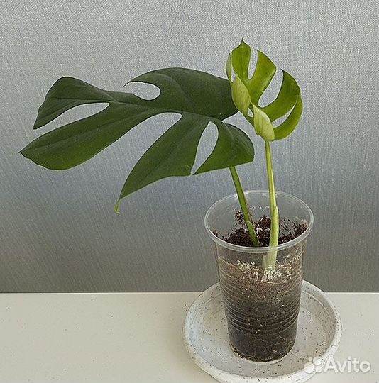 Ароидные лианы - монстеры, эпипремнумы и др