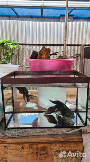 Аквариумы для рыбок