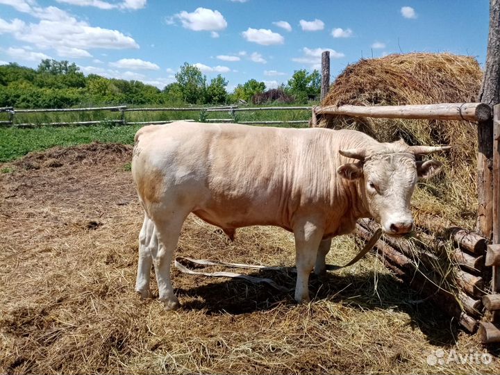 Каровы быки на мясо