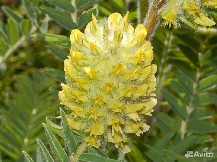 Астрагал шерстистоцветковый сушеный (трава)