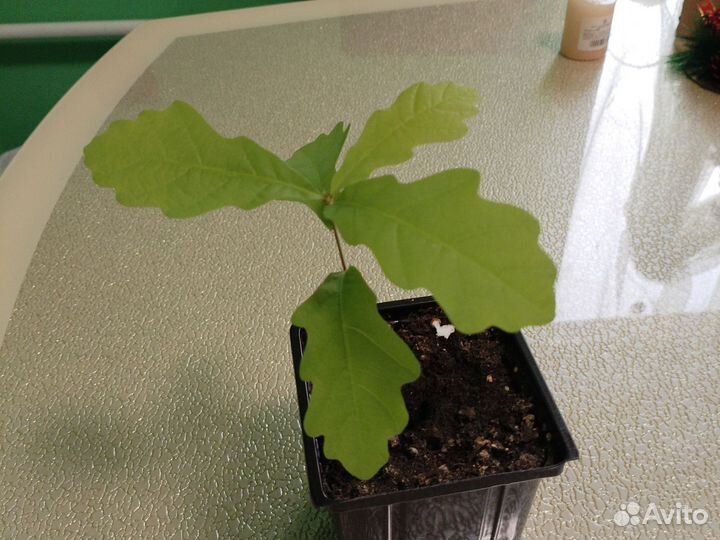 Рассада дуба