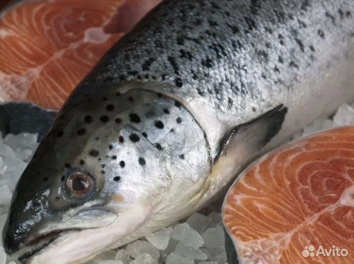Лосось/семга свежемороженая