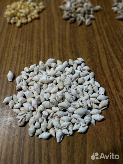 Ракушки мелкие для декора, поделок