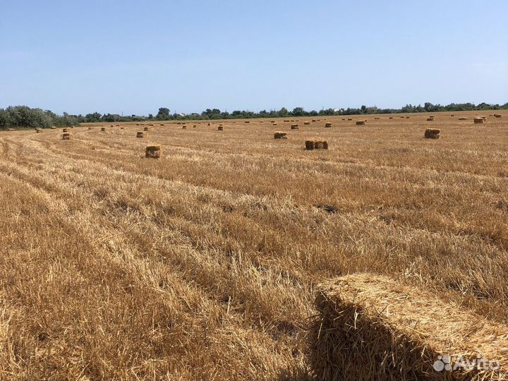 Солома пшеничная