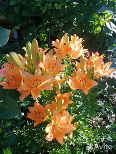 Лилия садовые