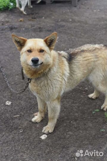 Собака в добрые руки бесплатно
