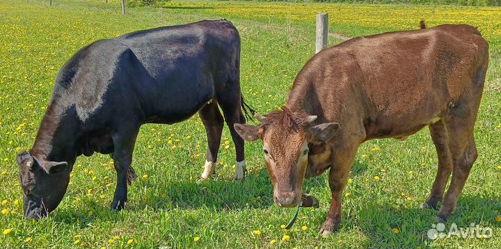 Продаётся телки и нетель черно-пёстрой породы