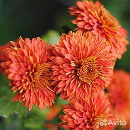 Лаванда и коллекция многолетних хризантем