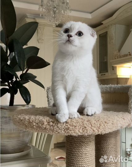 Вислоухий мальчик