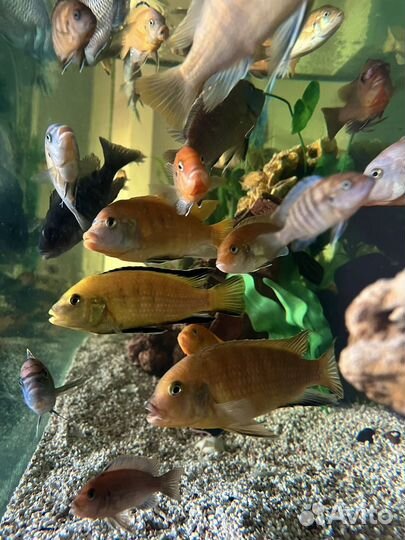 Аквариум 600 литров с рыбками