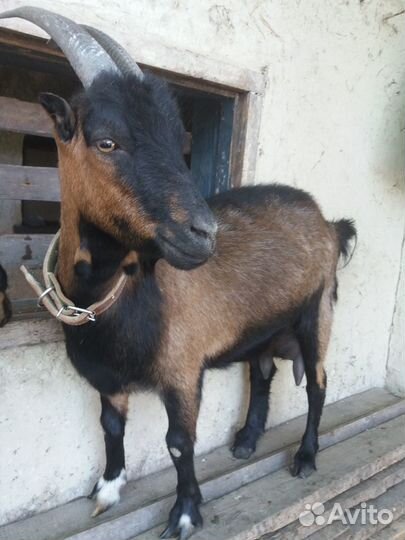 Продам козье молоко