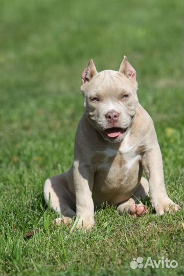 Америккнский булли