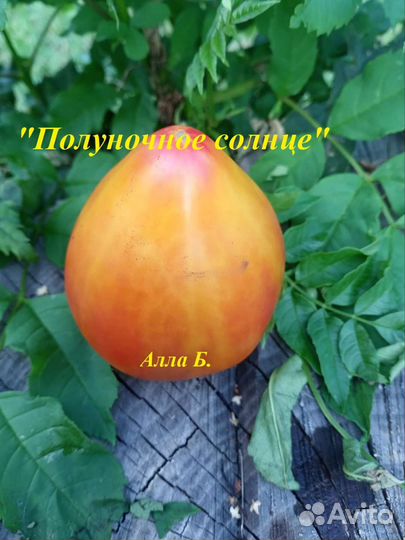 Семена помидоров томатов