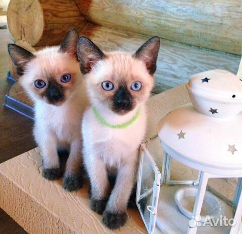 Чистакровные тайские котята