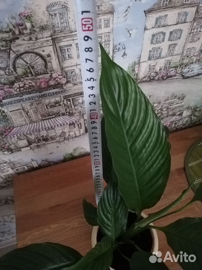 Спатифиллум