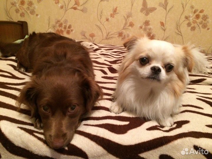 Домашняя зоогостиница