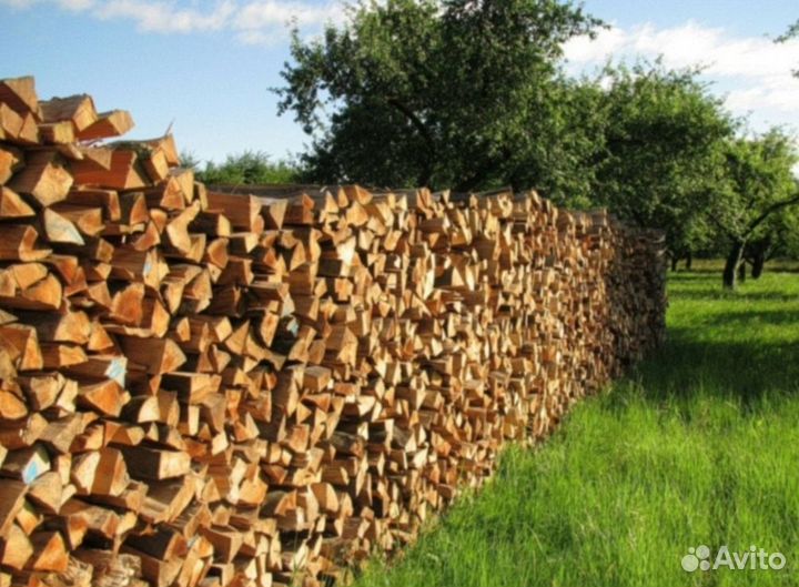 Дрова береза