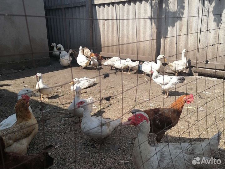 Утка стар 53