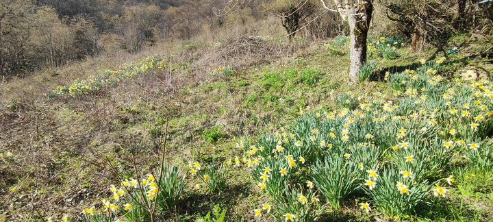 Участок 10 сот. (СНТ, ДНП)