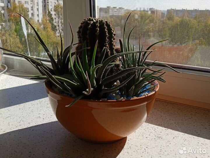 Композиция из кактусов и суккулентов (хавортии)