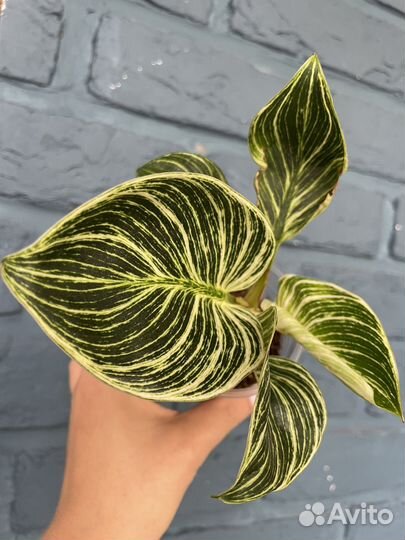 Филодендрон биркин