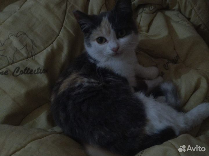 Отдам котов в добрые руки