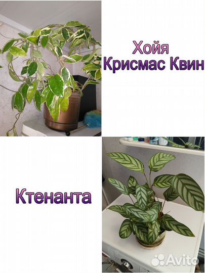 Домашние цветы