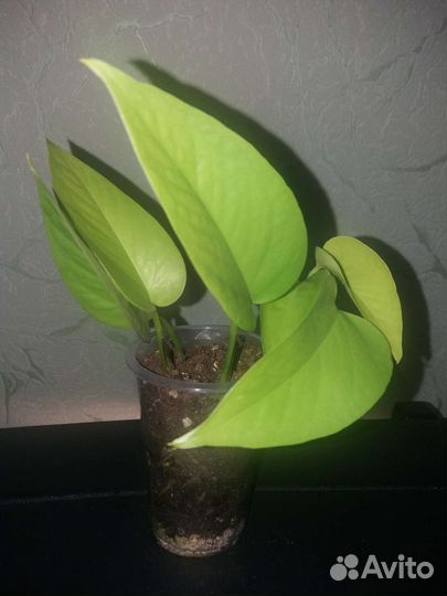 Сциндапсусы и эпипремнумы