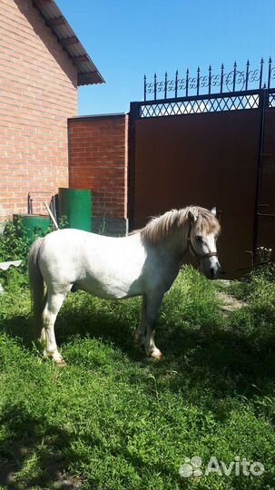 Продам лошадь