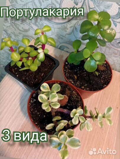 Портулакария (3 вида) -для бонсай