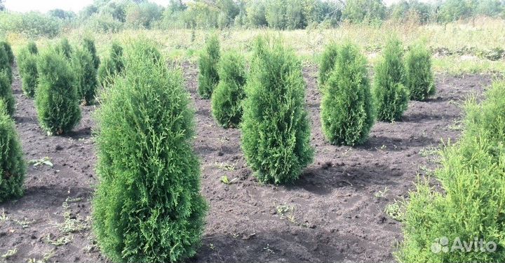 Семена туи Брабант Колумна Смарагд