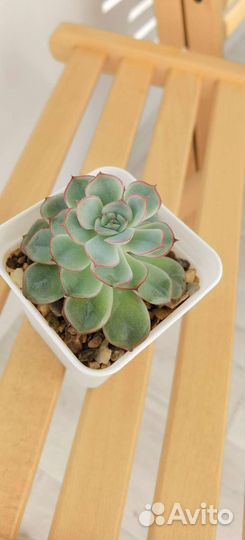 Суккуленты