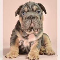 Французский бульдог, щенок