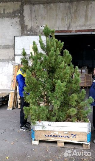 Сибирский кедр экстра класс. Саженцы