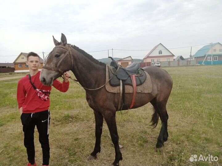 Продам кобылу