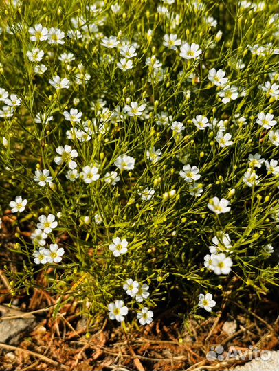 Растения для сада : Гипсофила ползучая, Лаванда