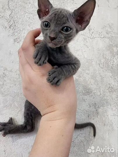 Котята сфинкс