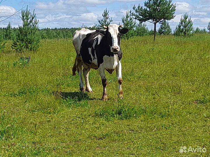 Продаю корову