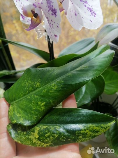 Филодендрон Сиам санрайз